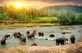 Thekkady tour packages from Mettupalayam